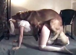 犬